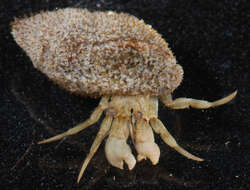 Image of Flat-clawed Hermit Crab