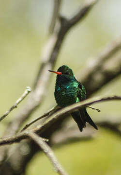 Image of Glittering-bellied Emerald