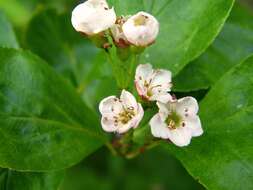 Gaultheria humifusa (R. Grah.) Rydb. resmi