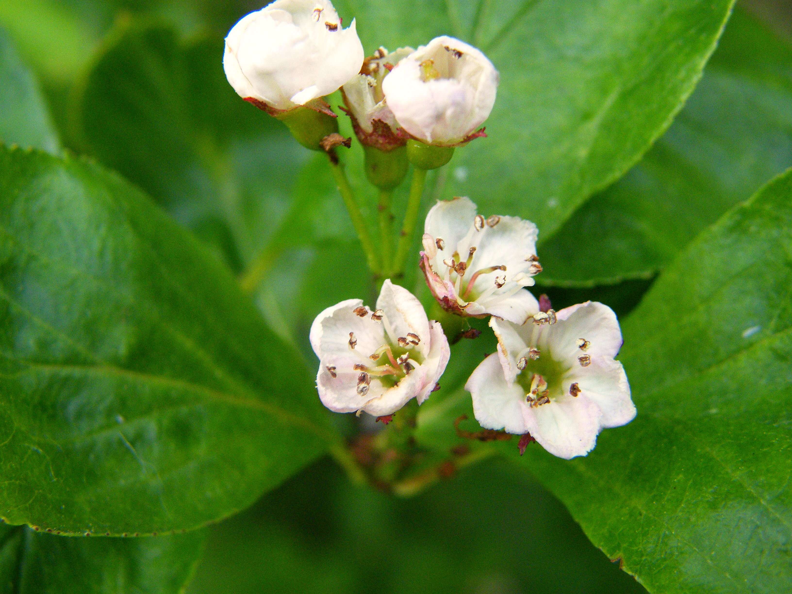 Gaultheria humifusa (R. Grah.) Rydb. resmi