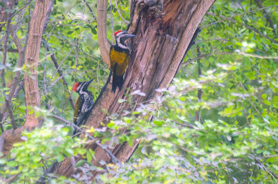 Image of Black-rumped Flameback