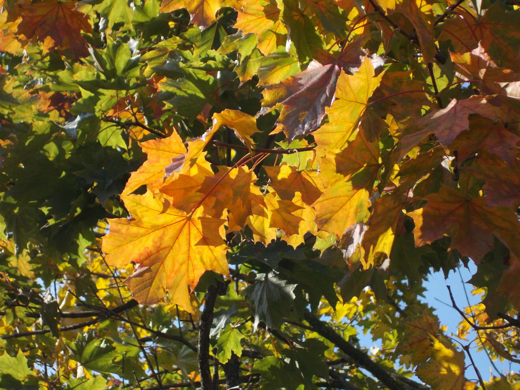 Image of Norway Maple