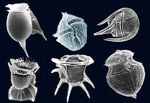 Image of alveolates