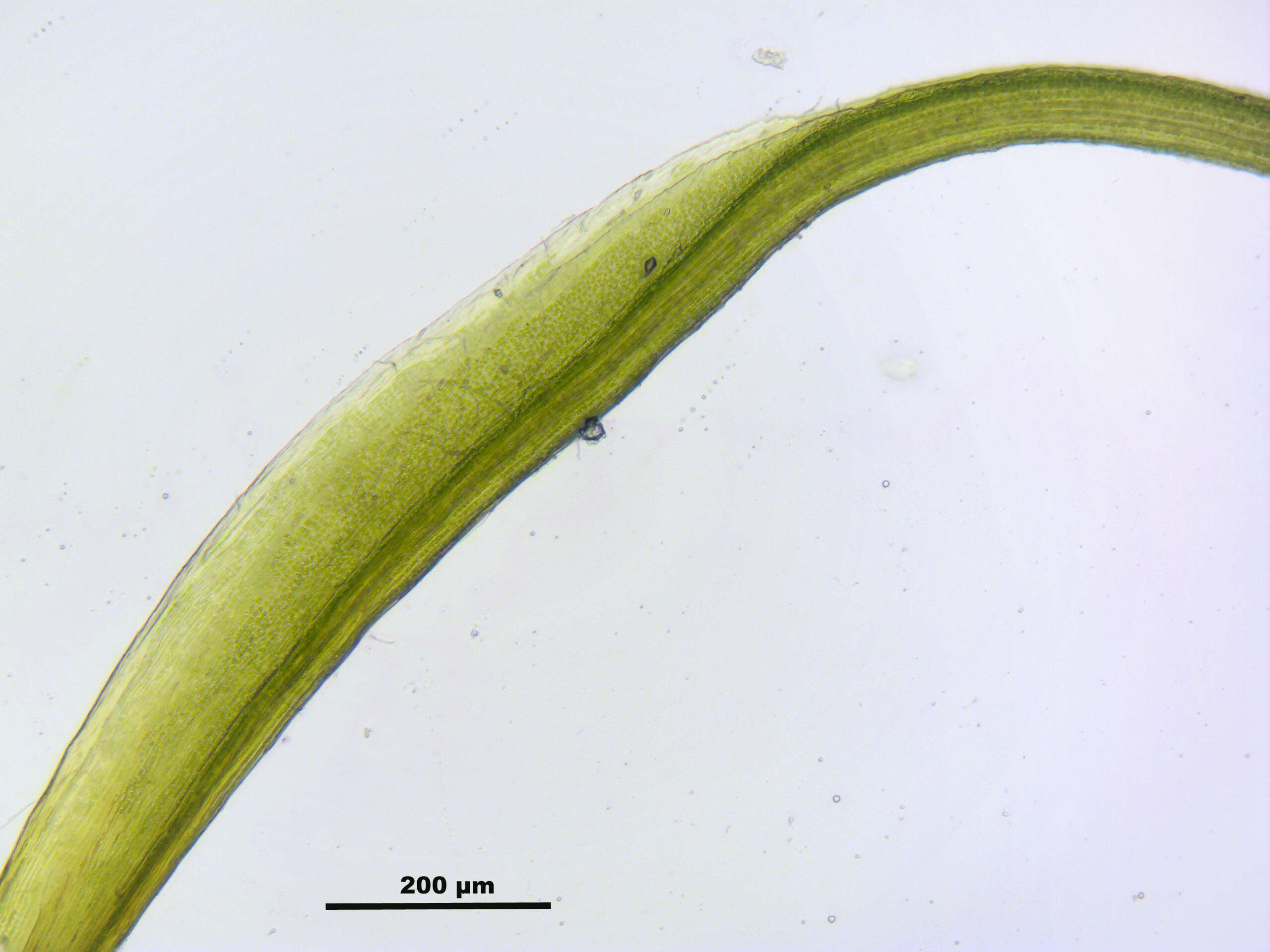 Image of distichium moss