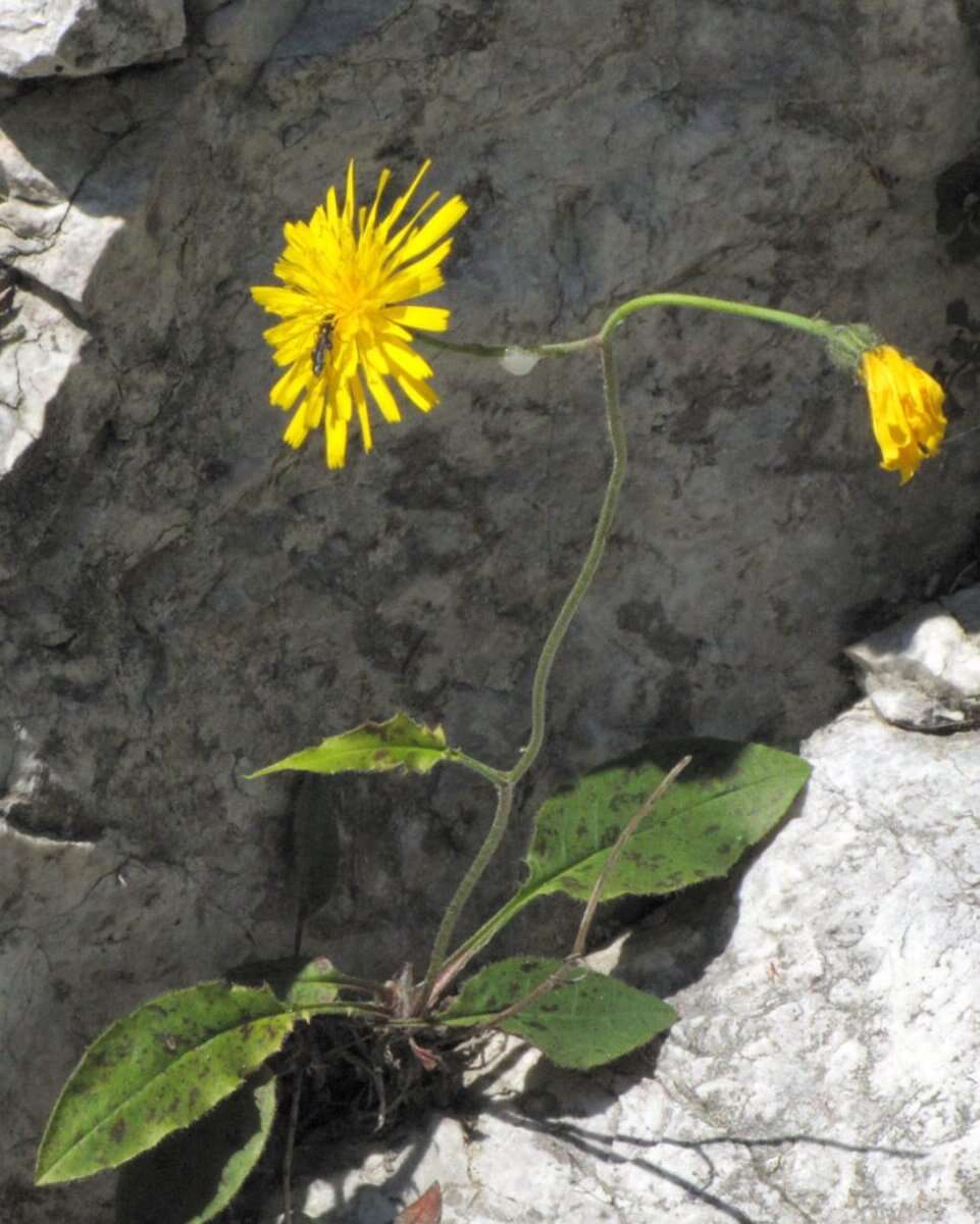 Imagem de Hieracium bifidum Kit.