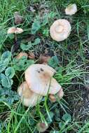 صورة Marasmius oreades (Bolton) Fr. 1836