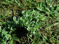 Image of strawflower