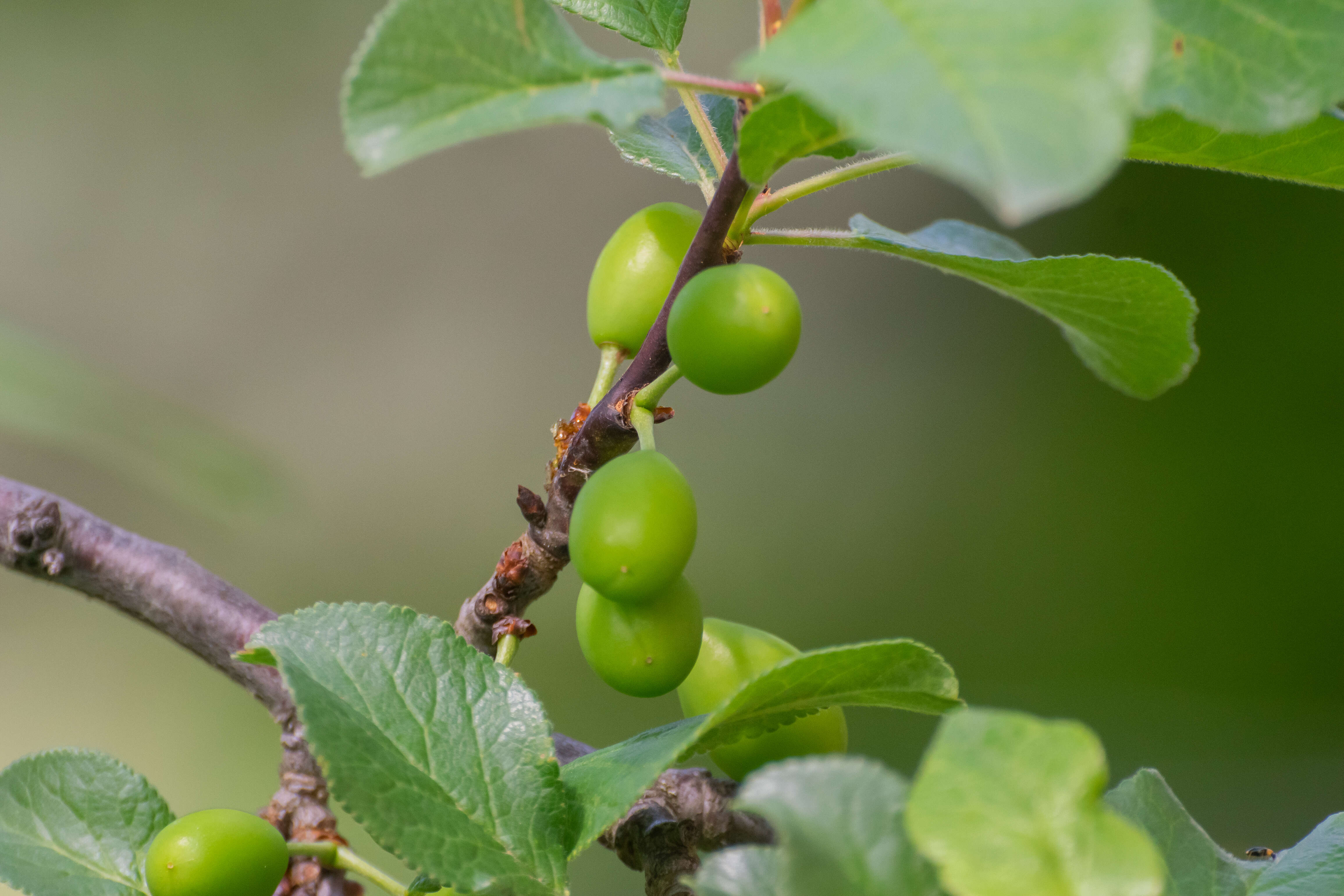 Image of greengage