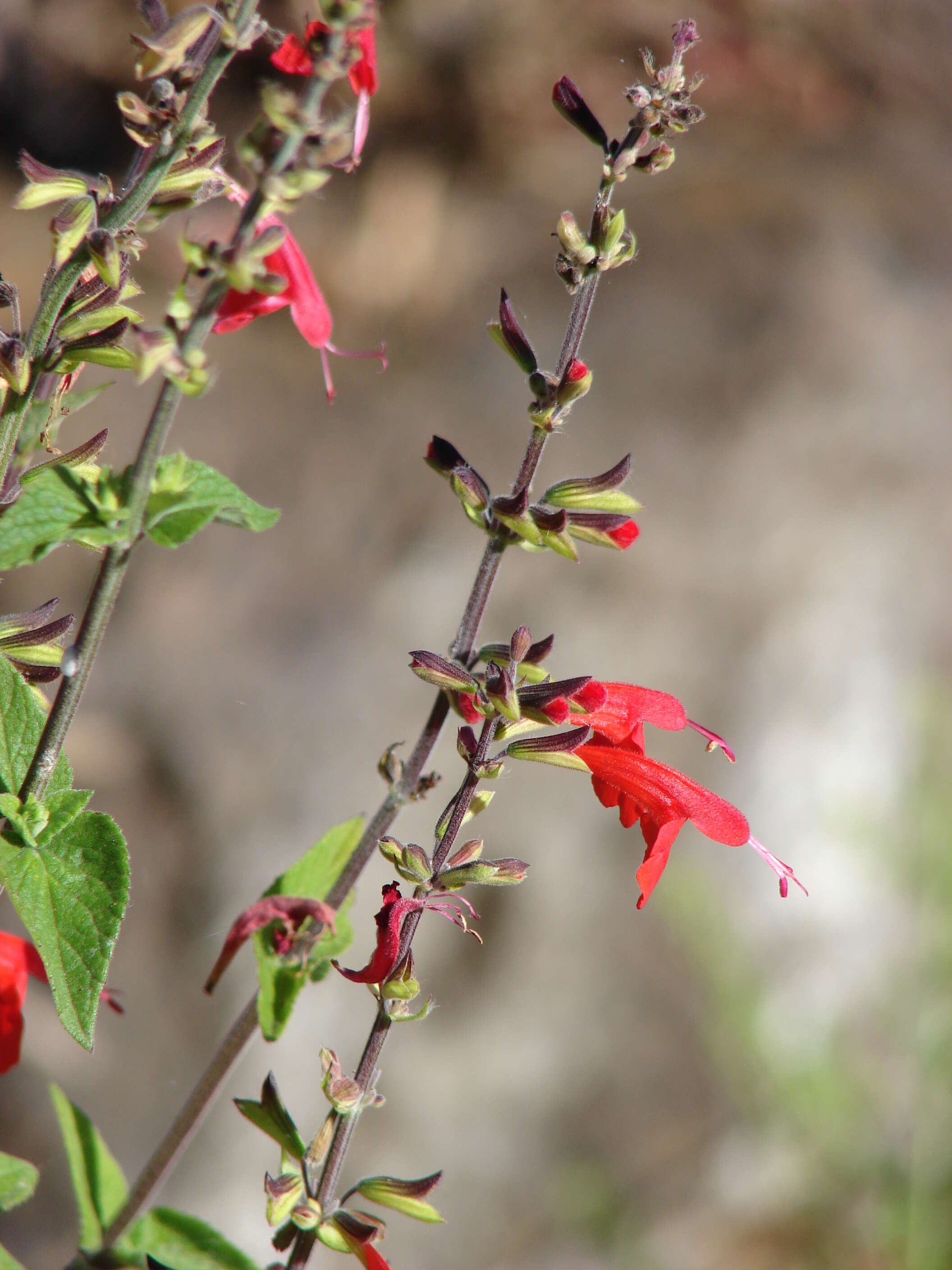 Imagem de Salvia coccinea Buc'hoz ex Etl.