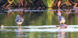 Image of Greater Yellowlegs