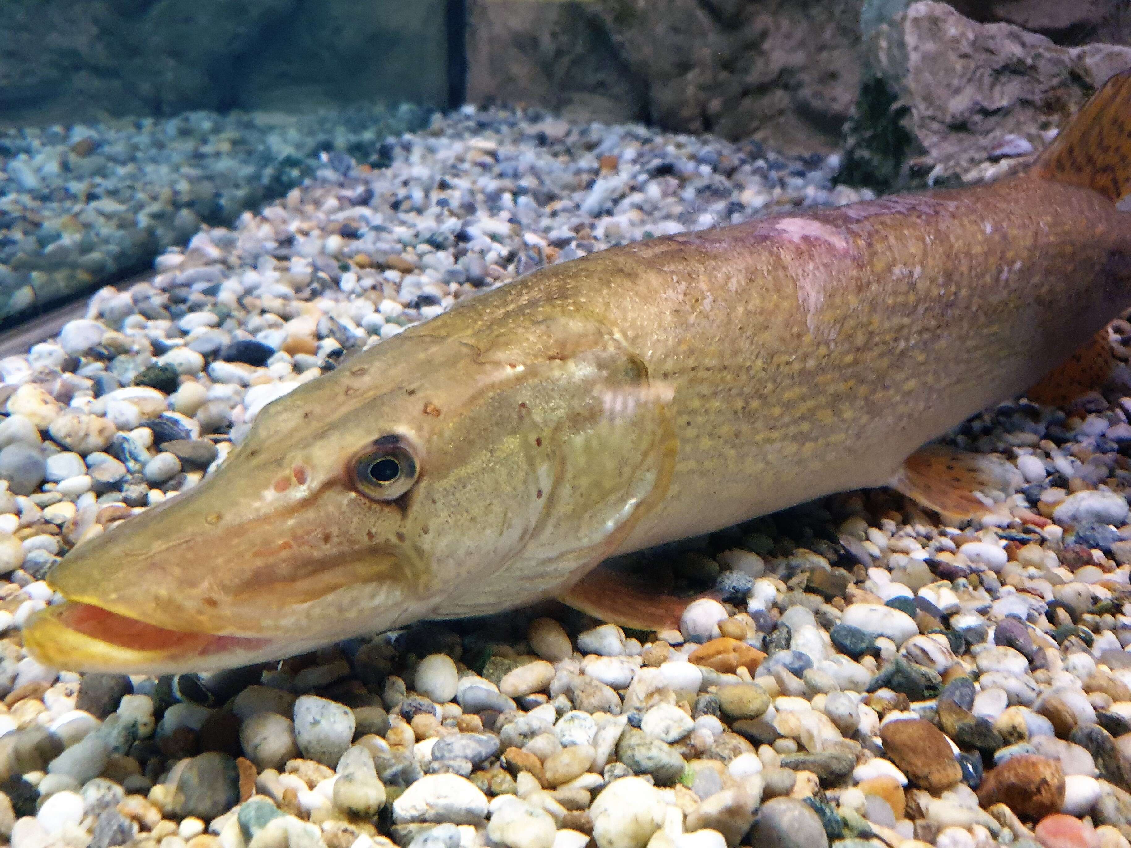 Image of Northern pike