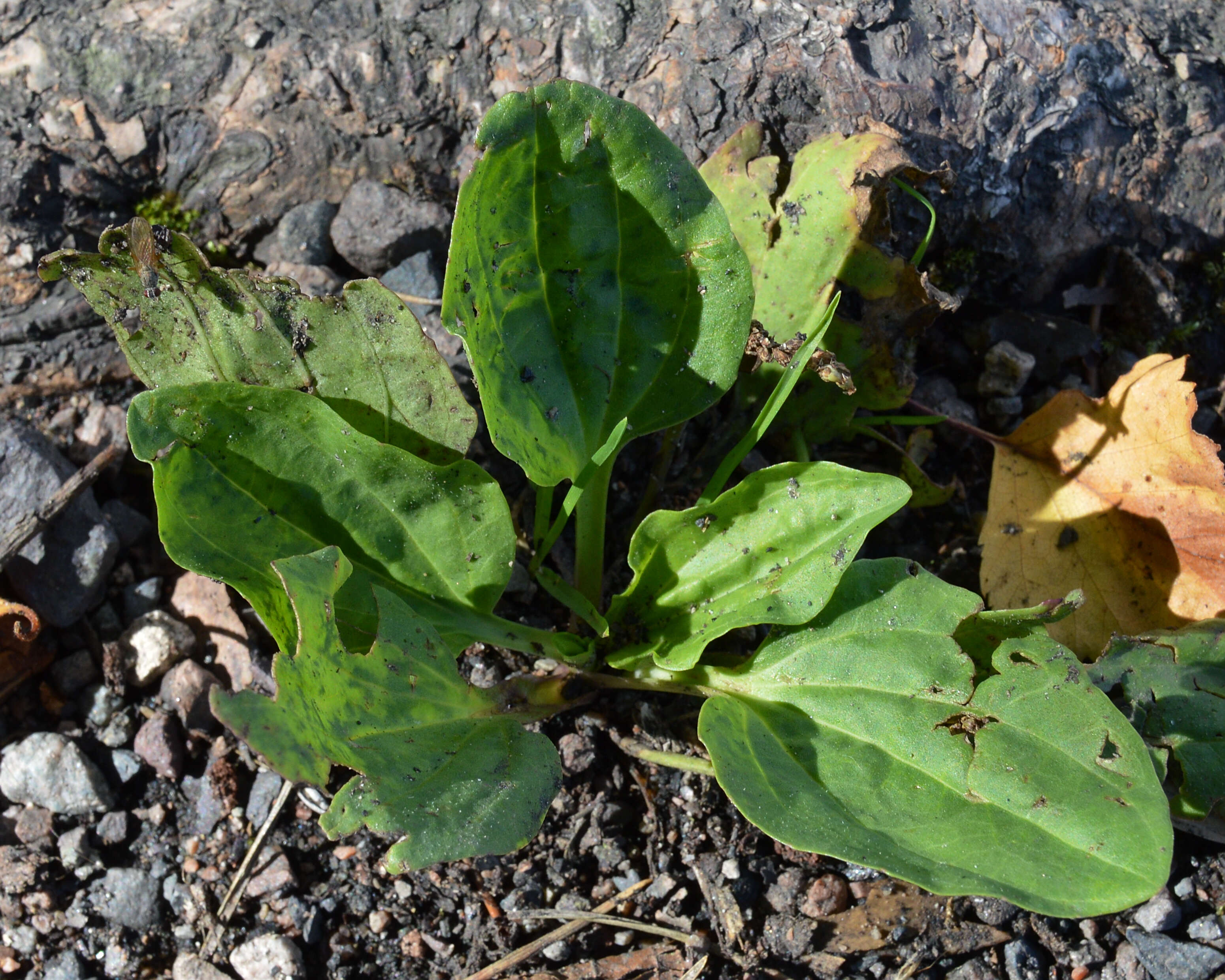 Image of Broadleaf Plantain