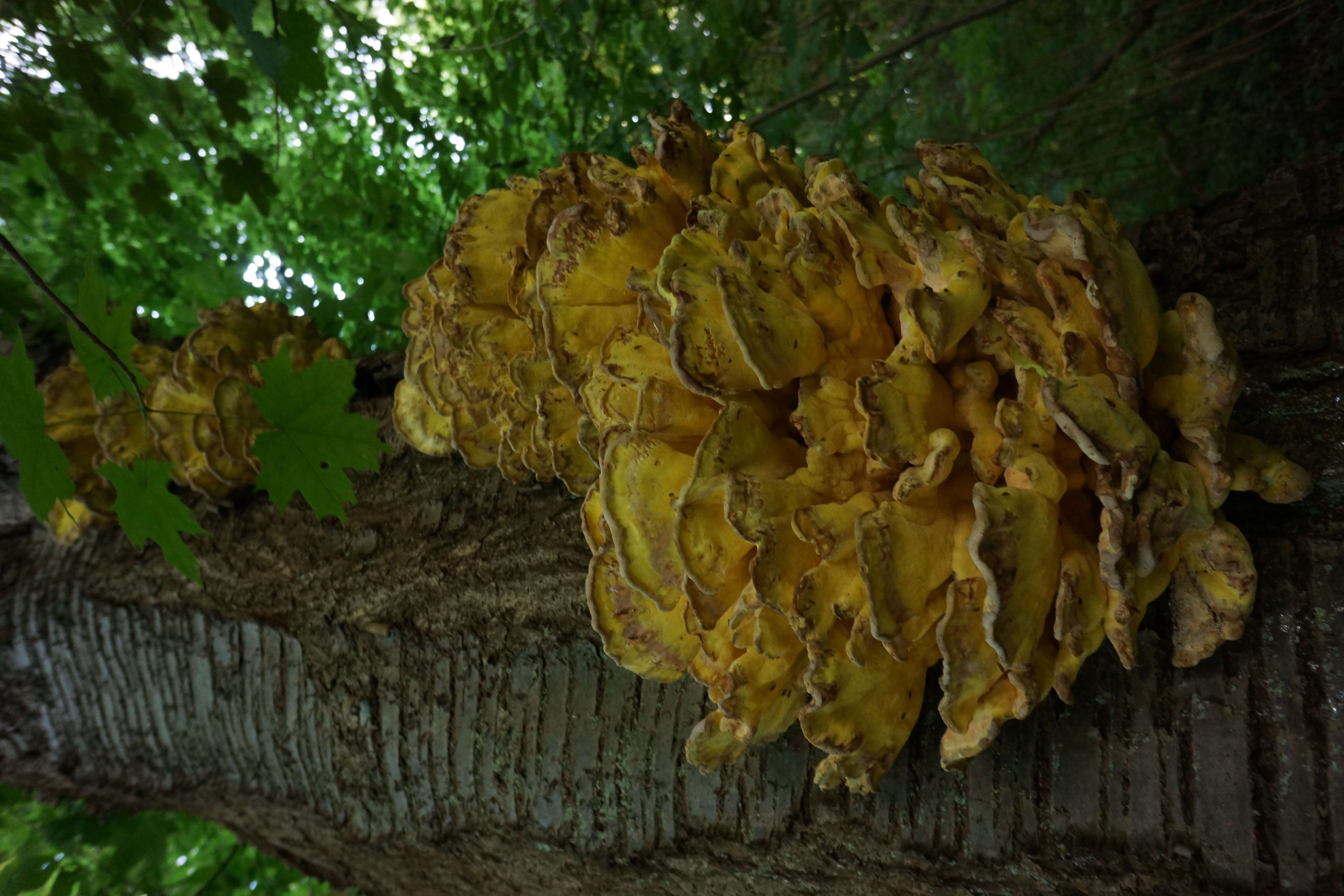 Image de Polypore soufré