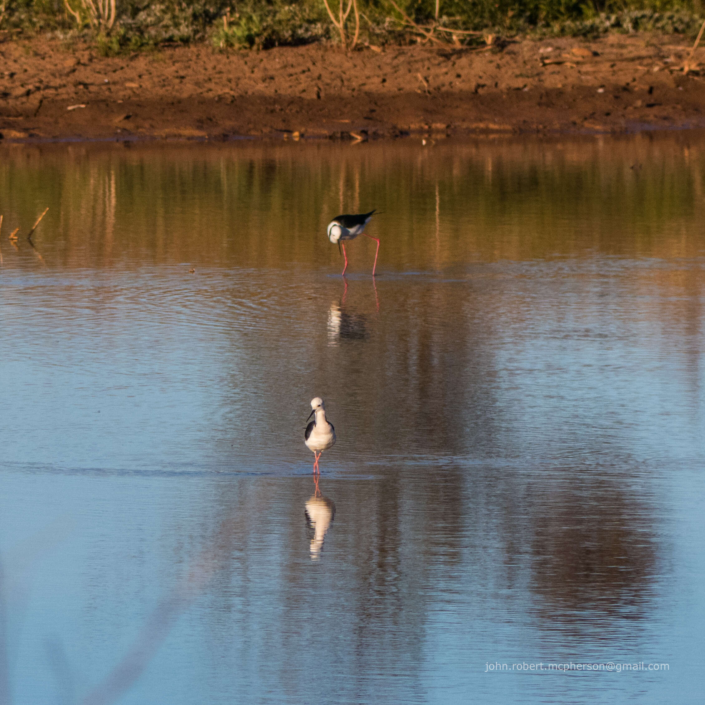 Image of Pied Stilt