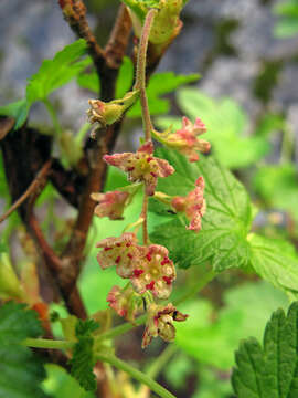 Image of mapleleaf currant