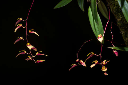 Image of Bulbophyllum callichroma Schltr.
