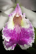 Image of Warscewicz's Cattleya