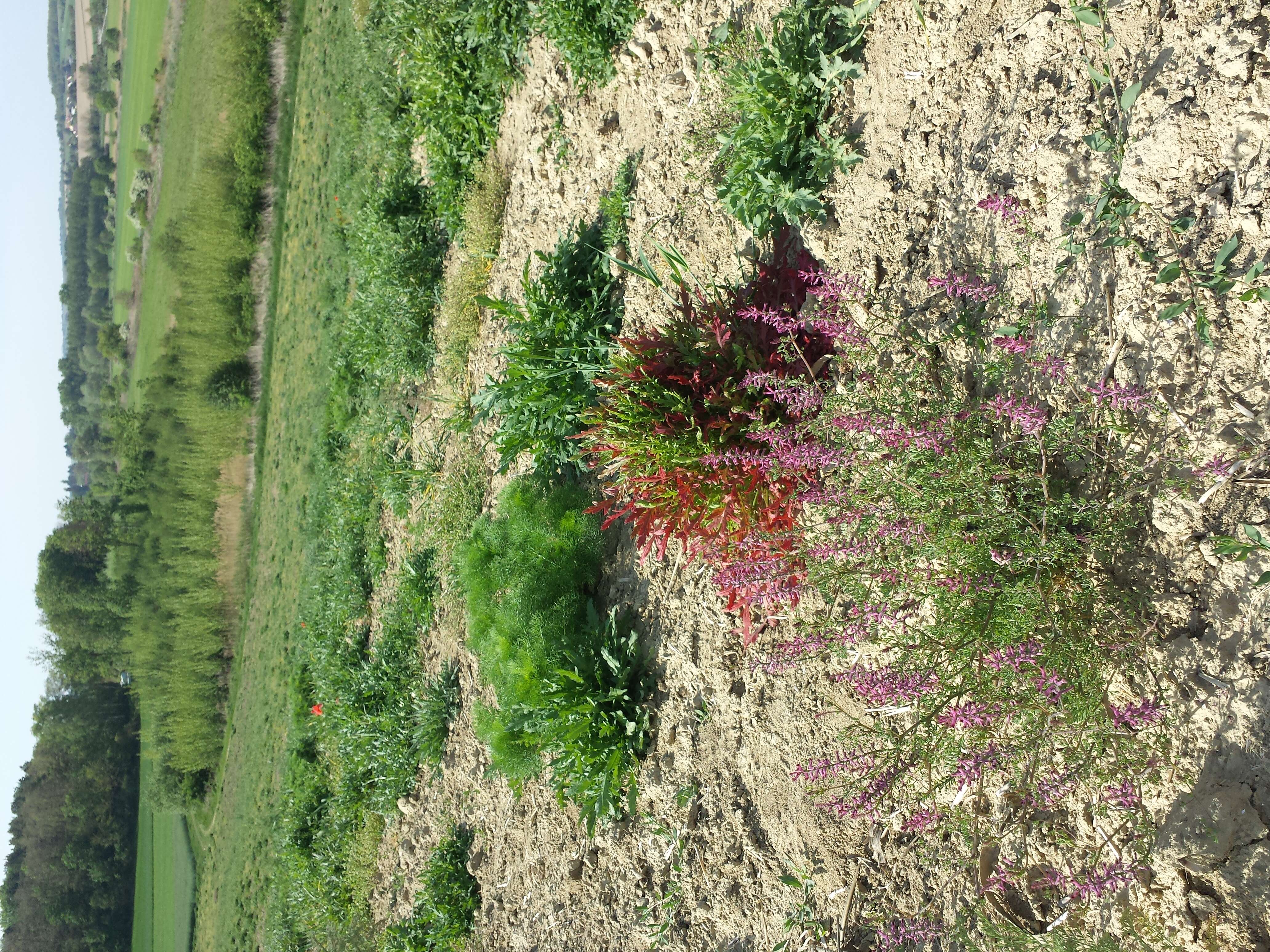 Plancia ëd Fumaria officinalis L.