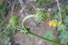 Image of yellow thistle