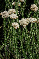 Image of Strandveld Blombush