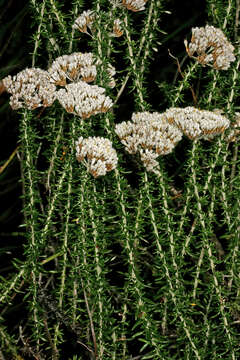 Image of Strandveld Blombush