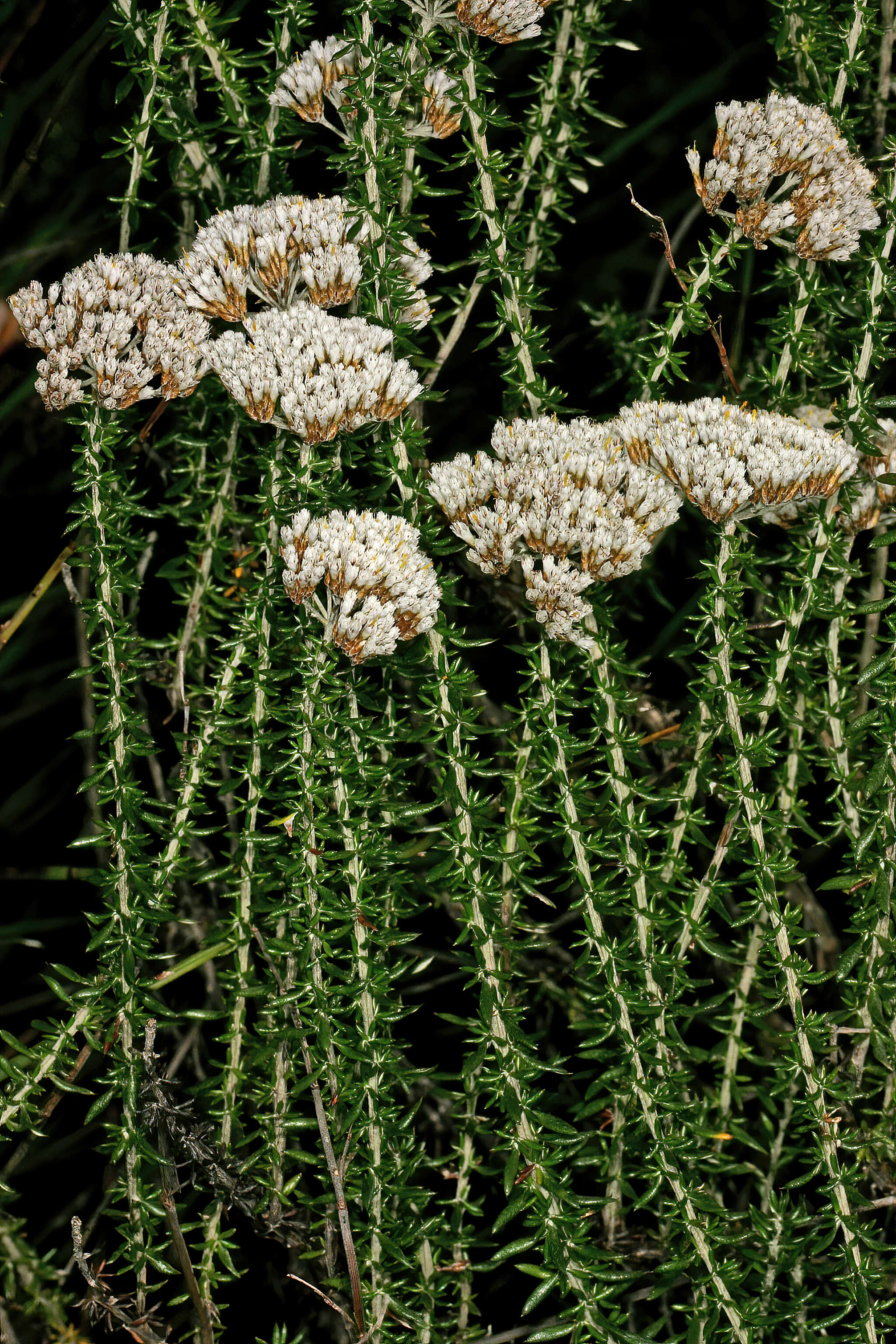 Image of Strandveld Blombush