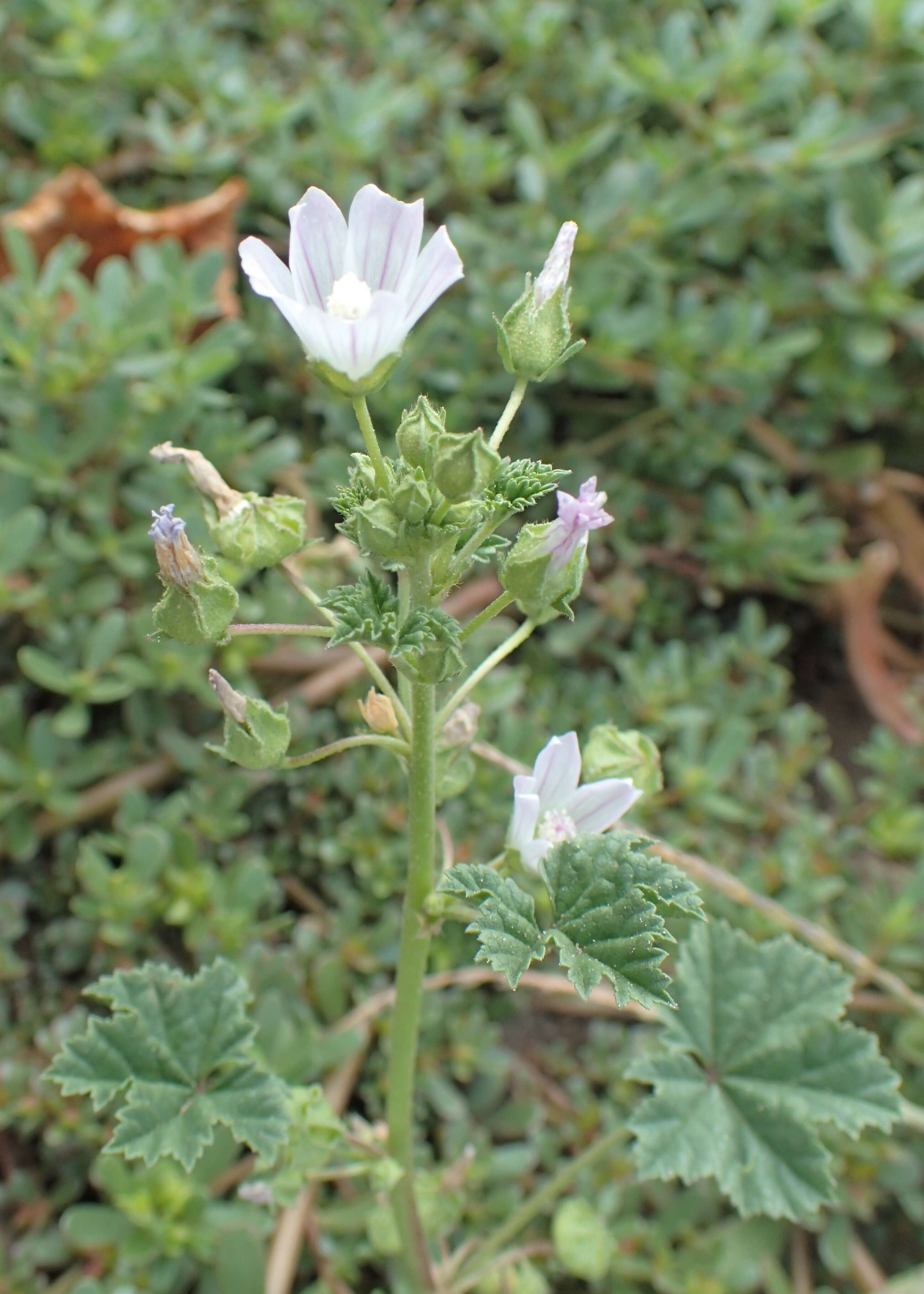 Image of common mallow