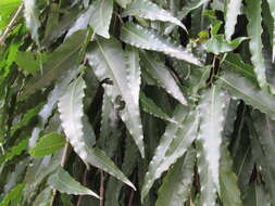 Image of Monoon longifolium