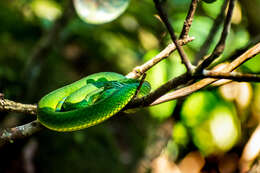 Image of large-scaled pitviper