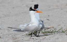 Image of Royal Tern