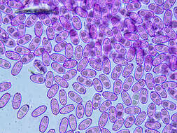 Image of Daleomyces