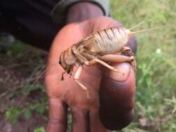 صورة Brachytrupes membranaceus (Drury 1770)