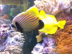 Image of Angelfish