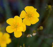 Image of Ranunculus gramineus L.