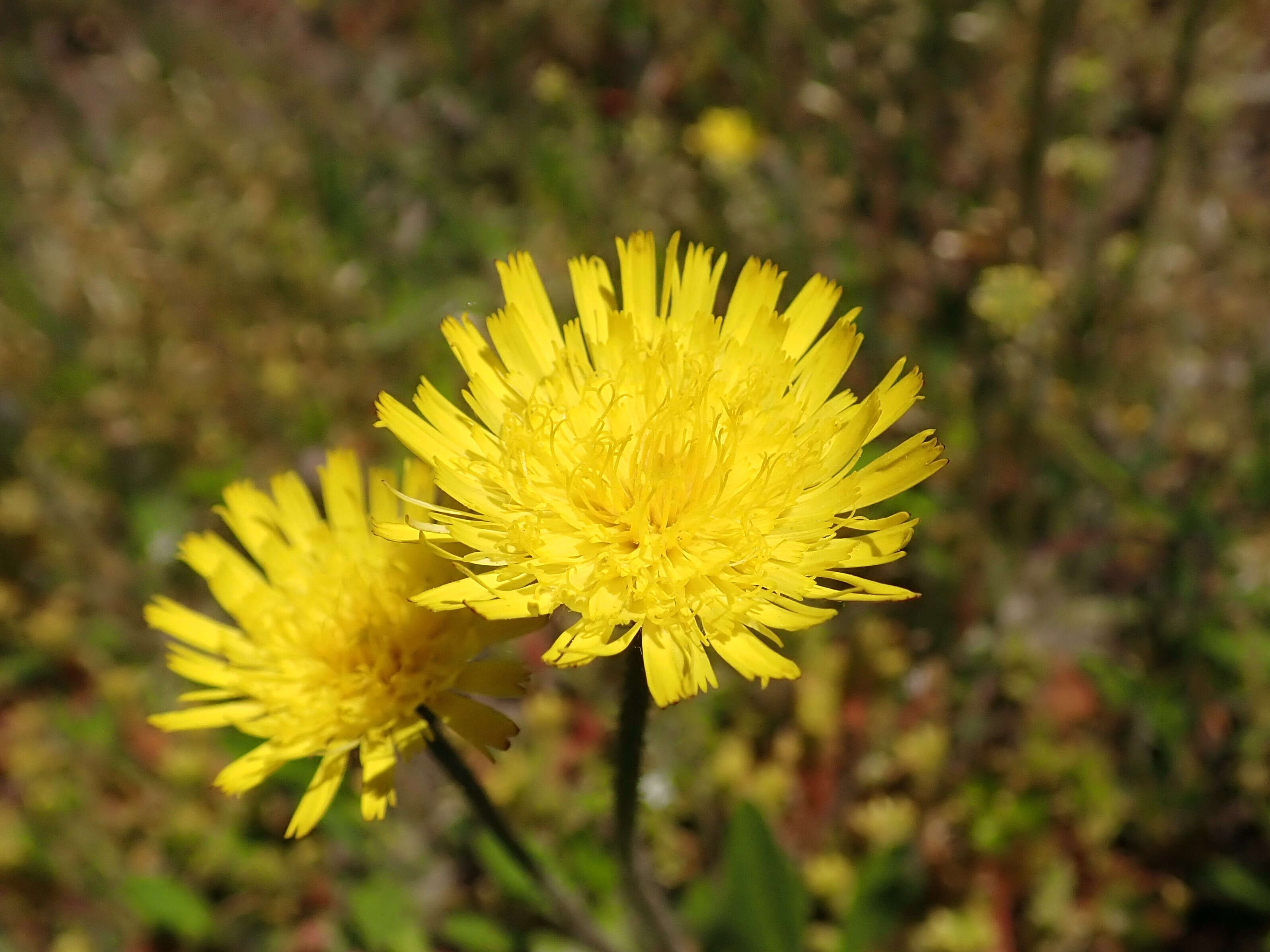 Image of Mouse-ear-hawkweed