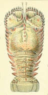 Image of Ibacus Leach 1815