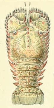 Image of Ibacus Leach 1815