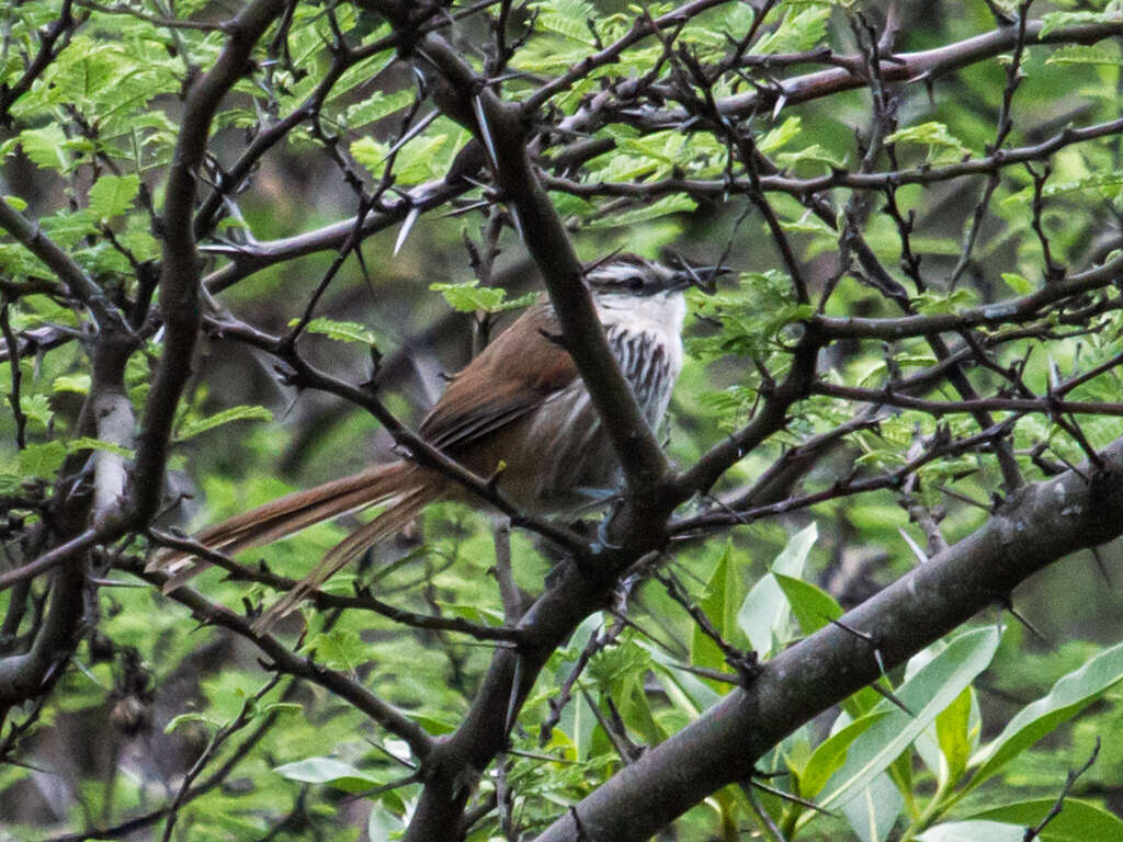 Image of Great Spinetail