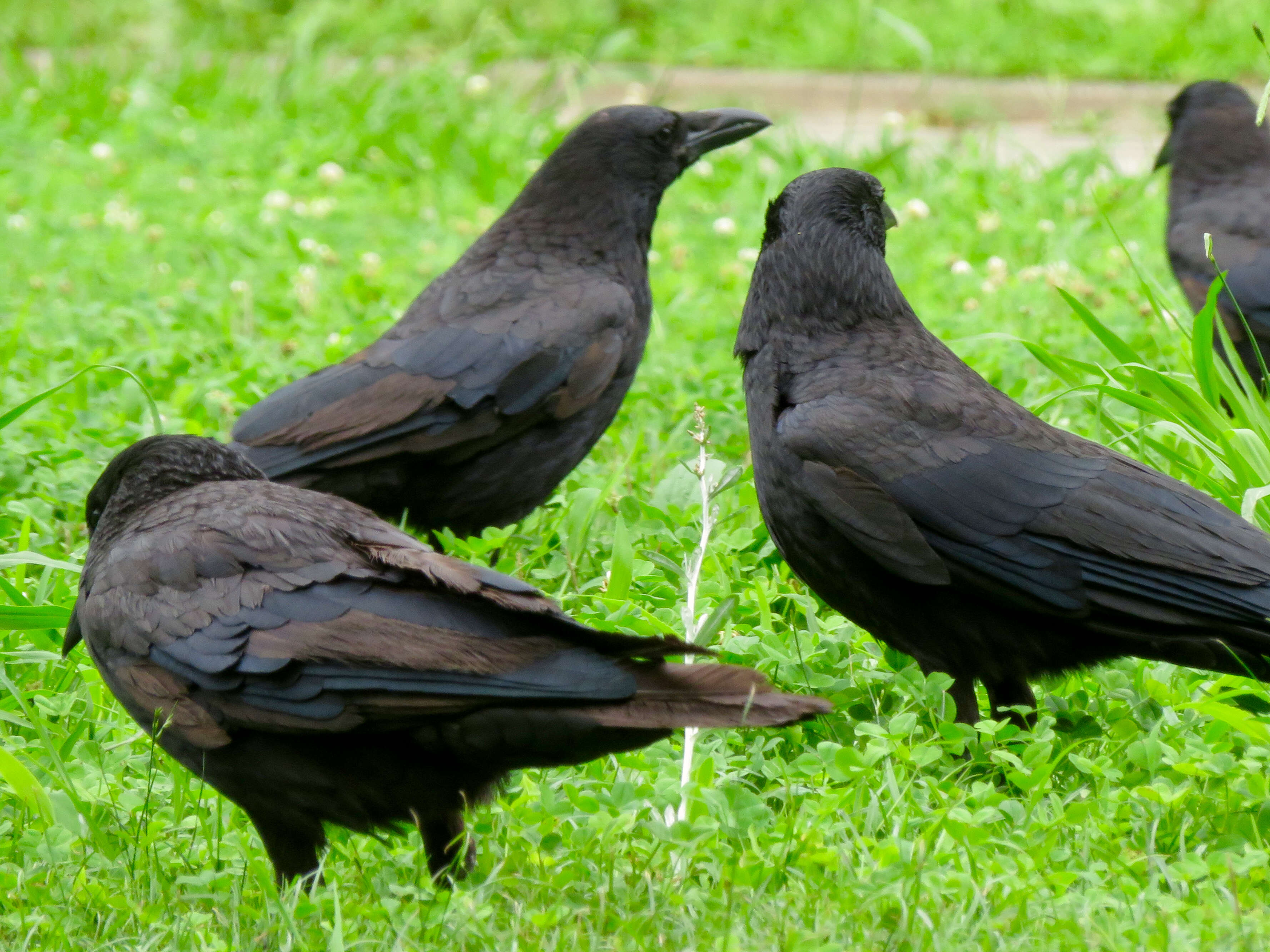 Imagem de Corvus macrorhynchos Wagler 1827