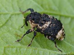 Image of Weevil