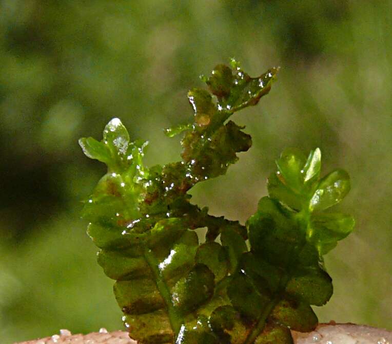 裂萼苔属的圖片