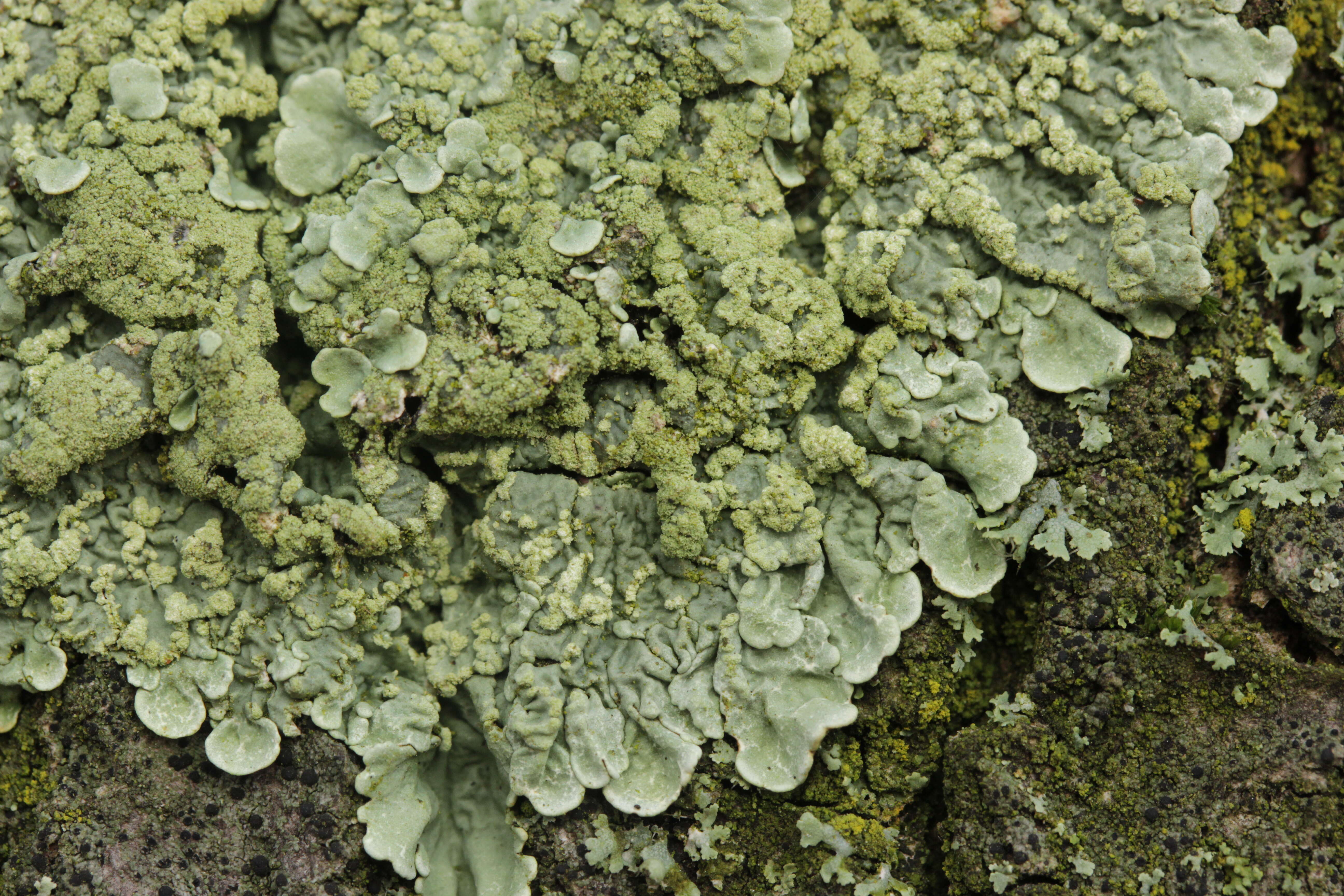 Image of Flavoparmelia soredians (Nyl.) Hale