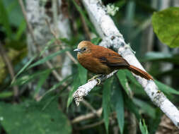 Image of Russet-mantled Softtail