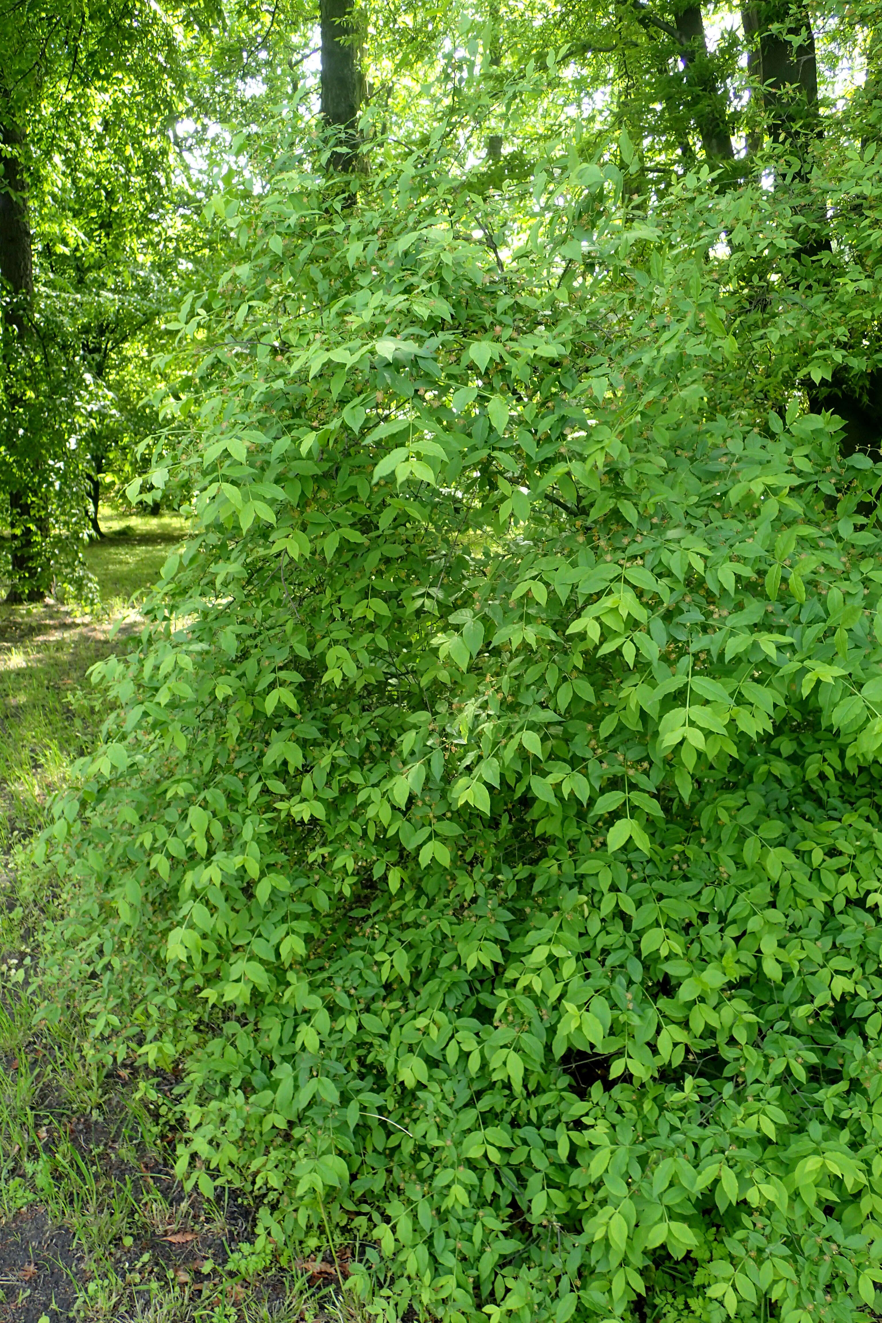 Image of Euonymus verrucosus Scop.