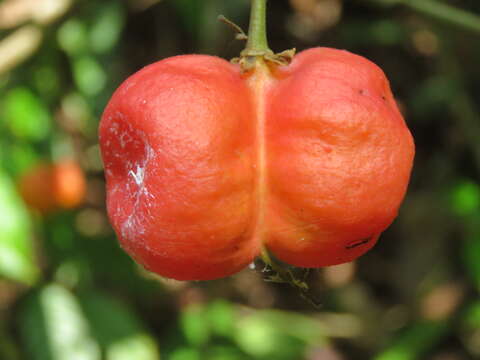 Image of tulip-wood tree