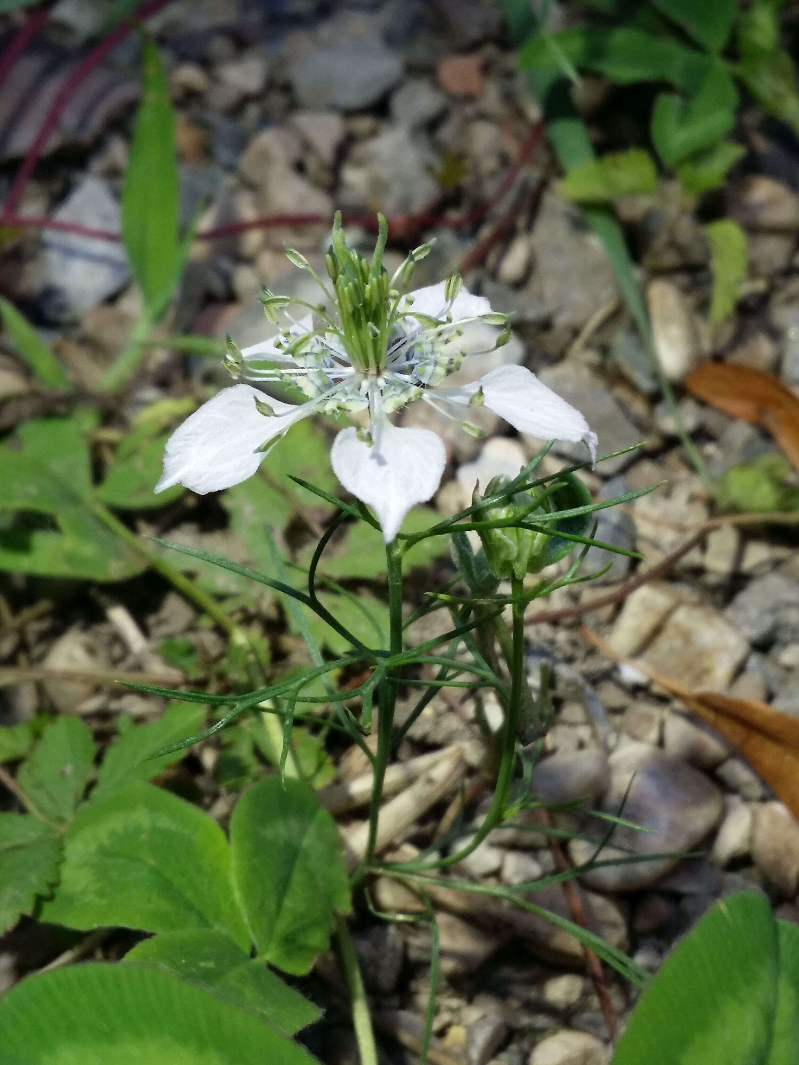 Nigella arvensis L. resmi