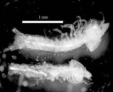 Plancia ëd Thermosbaenacea Monod 1927