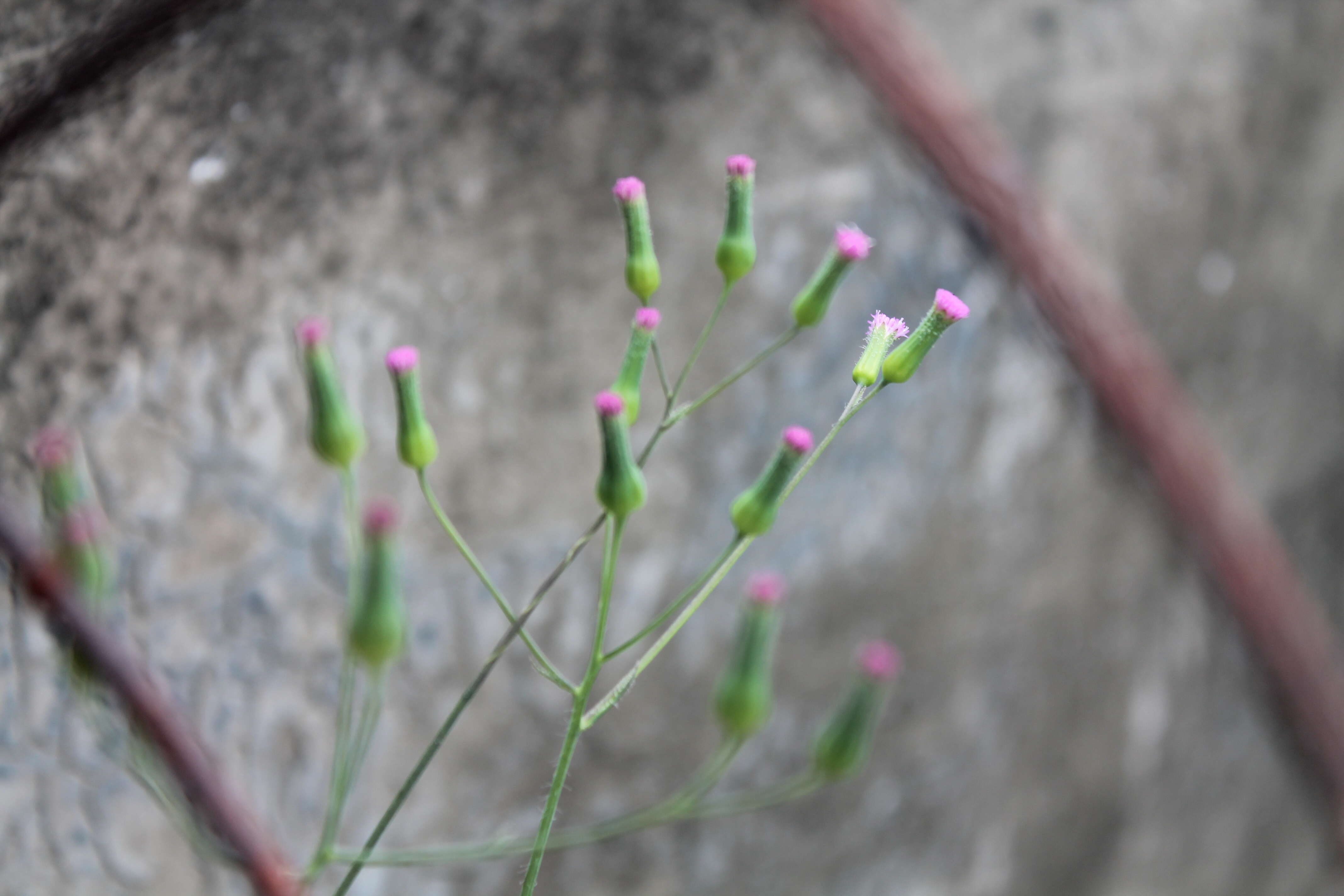 Image of lilac tasselflower