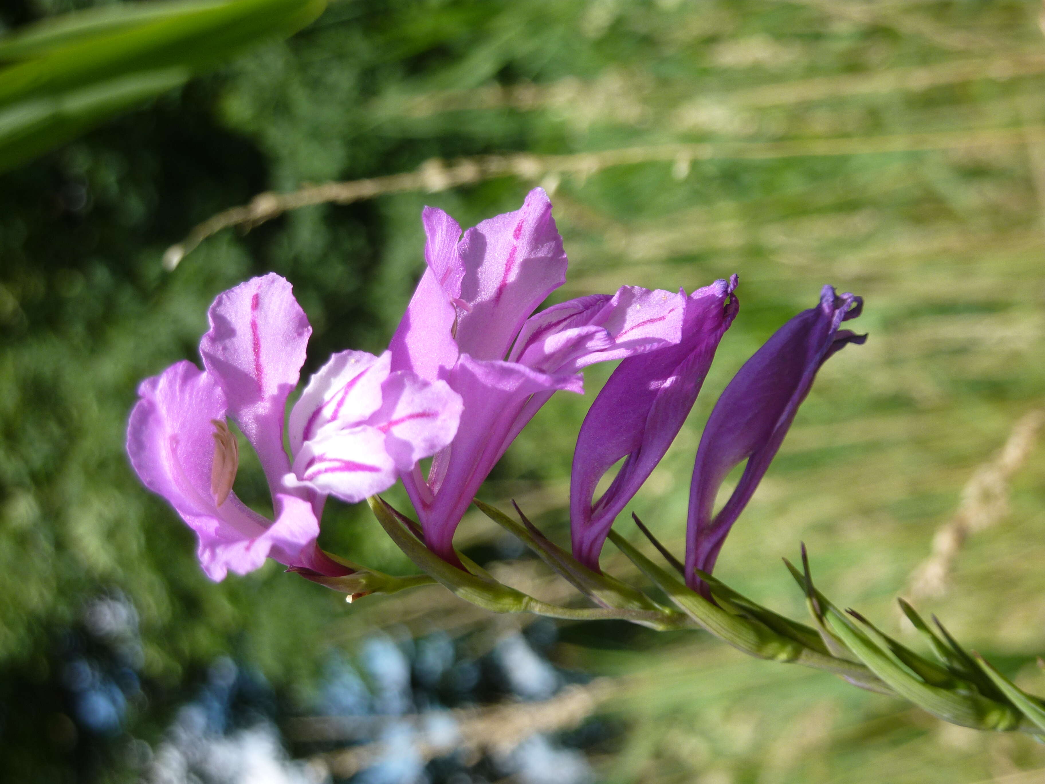 Image of Turkish Marsh Gladiolus