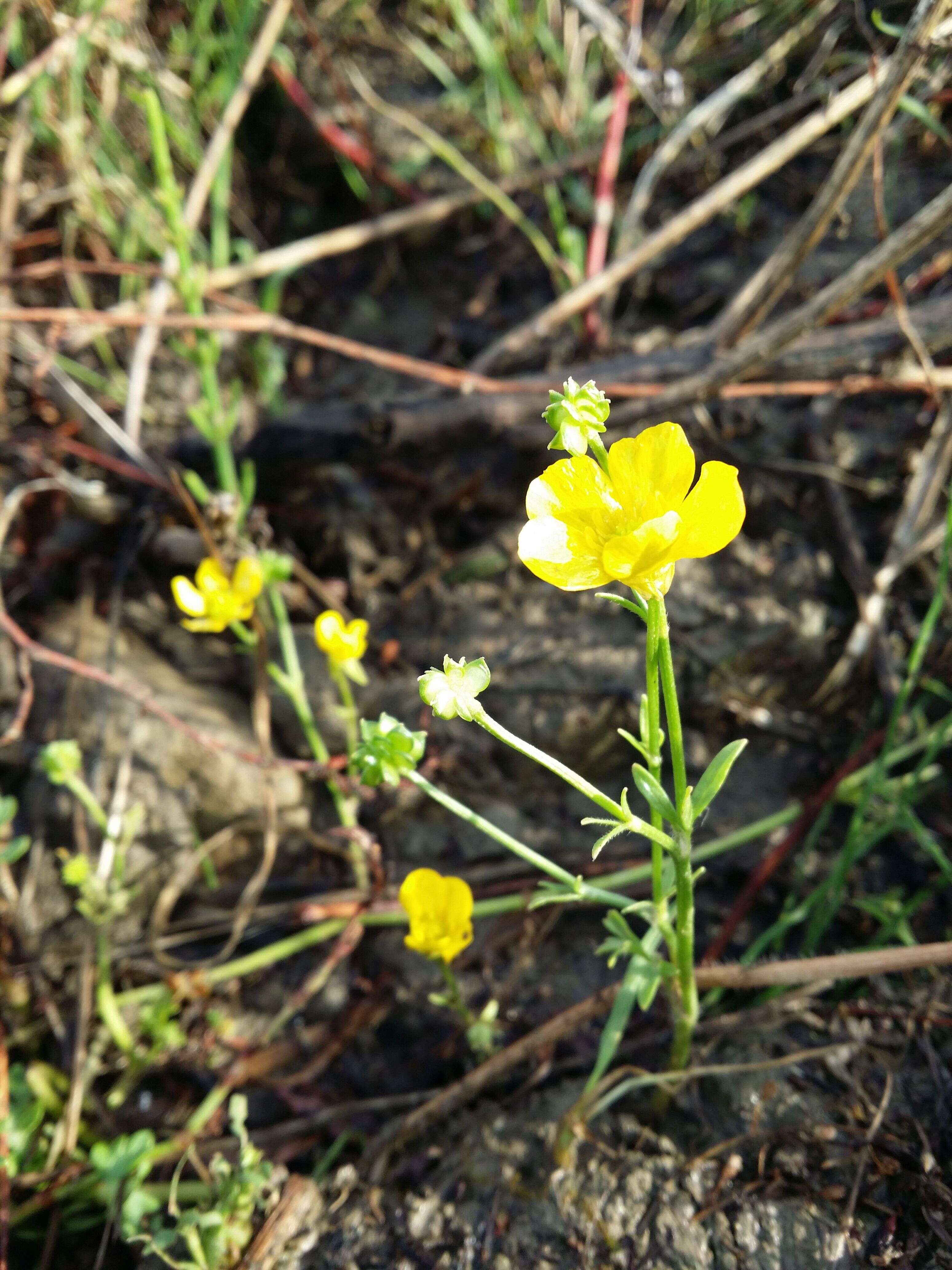 Image of hairy buttercup